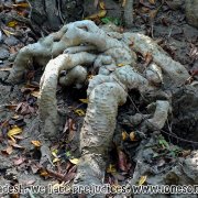 Tengragiri Wildlife Sanctuary